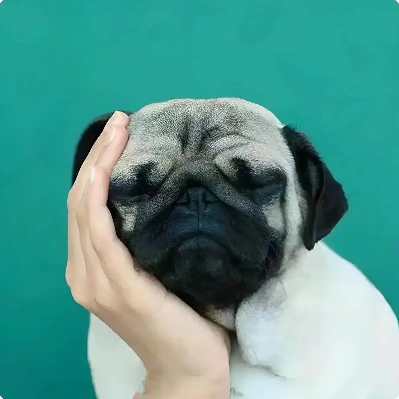 找了很久的沙雕搞怪奇葩头像.