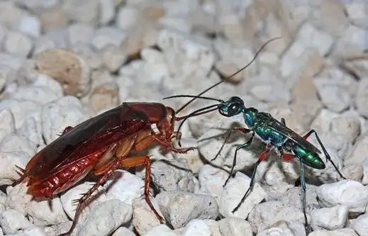 蟑螂的生物防治——天敌防治