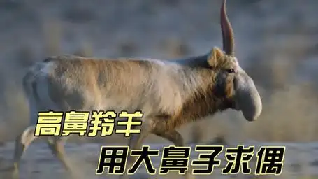 高鼻羚羊求偶记:"显眼包"用大鼻子吸引妹子