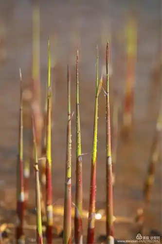 其它 《盘锦故事》蓬蒿满地芦芽短,正是鸟儿恋爱时