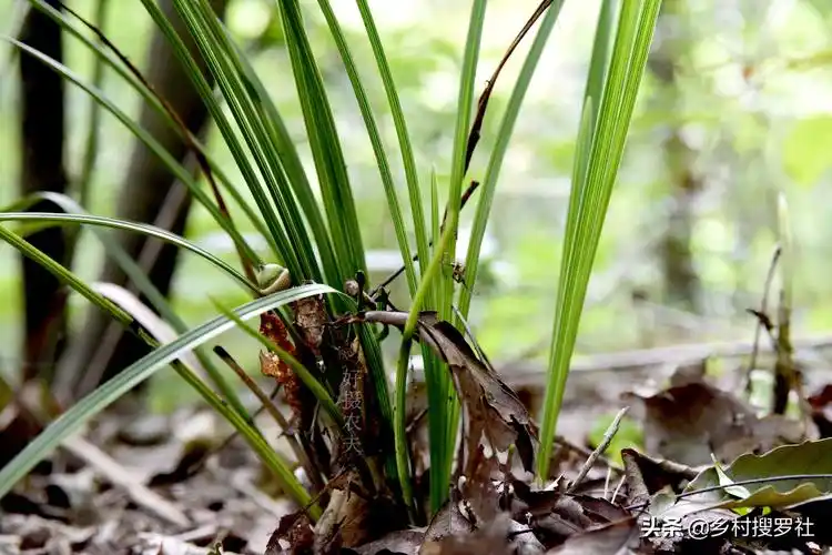 野生金边兰草值多少钱(遇到这样的野生兰花艺草) - 价格百科