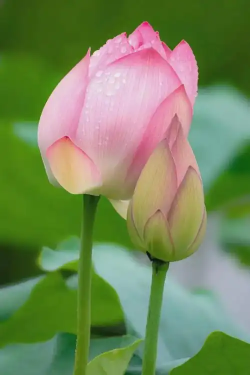 地铁公交直达!广州万朵粉色花海大爆发