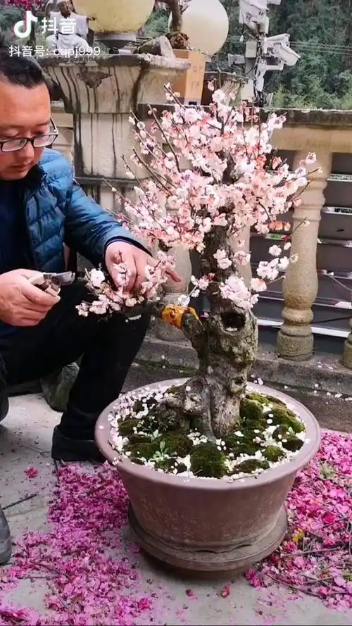 红梅如何修剪只能意会不可言传