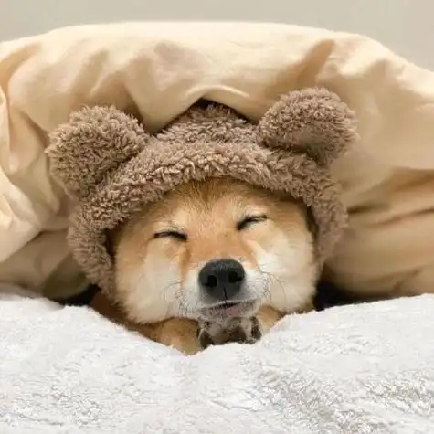 头像治愈系小动物头像腾讯新闻