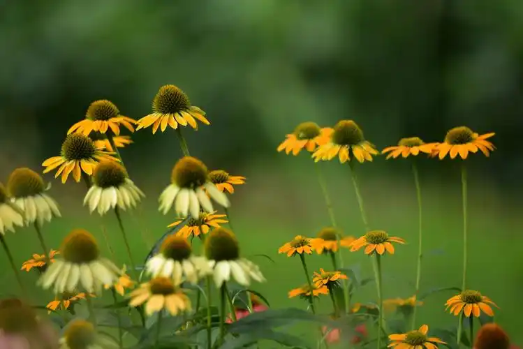 松果菊的美好时光