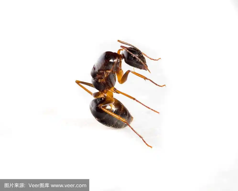 蚂蚁,白色背景,黑蚁,背景分离,一只动物