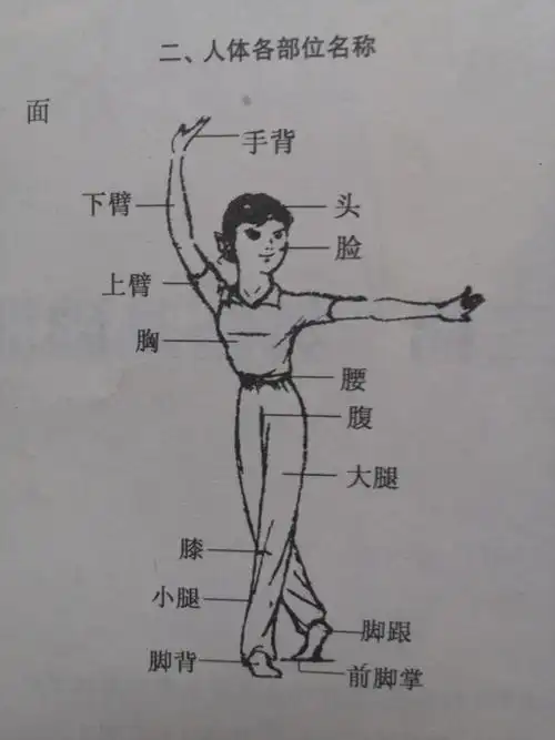 舞蹈基本动作——脚形,手位.脚位