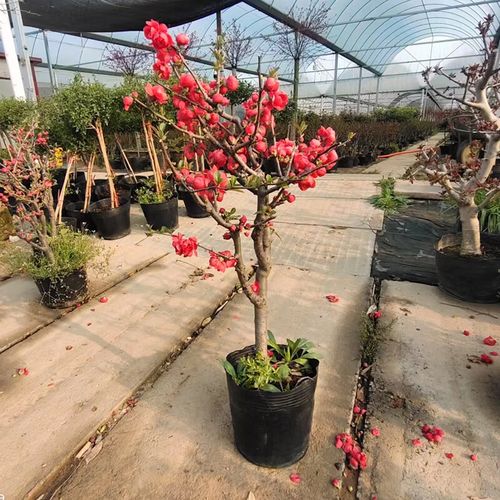 庭院地栽大型高杆海棠树苗盆栽海棠垂丝海棠花耐寒植物花北美海棠