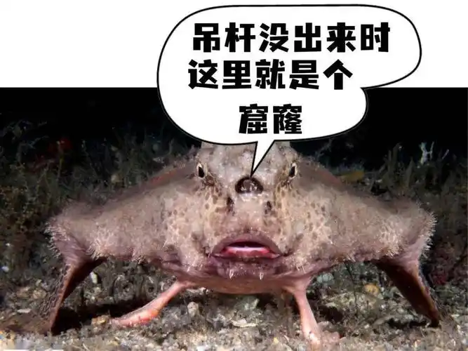 蝙蝠鱼哪条腿最有力?_尾巴