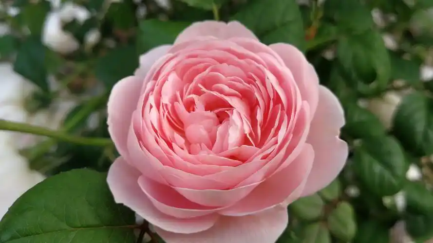 少女心壁纸【89】