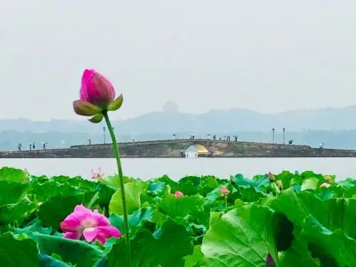 我的城市杭州西湖断桥是标志性风景夏日荷花也是夏季特有的风景