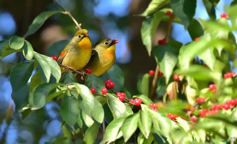 树上的鸟儿成双对红嘴相思鸟