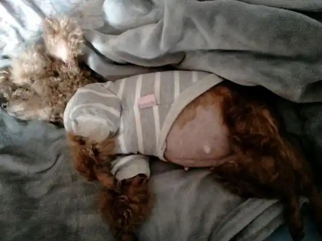 怀孕的泰迪难产11个小时没动静送去医院后狗狗却给她带来惊喜