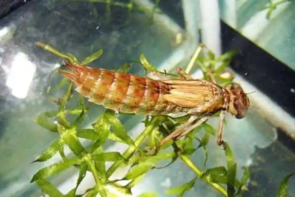 异形觉醒水虿羽化后竟然是蜻蜓