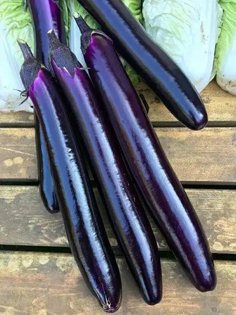 华南红美7075高产长茄子种子露地抗病紫茄品种