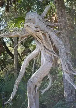 罕见情人树从未见过的深情从未看过的美丽