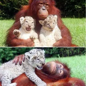 来自:豆瓣相册               『一片满目橘红』        7518