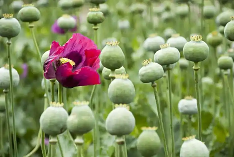 罂粟花种植技术及要点