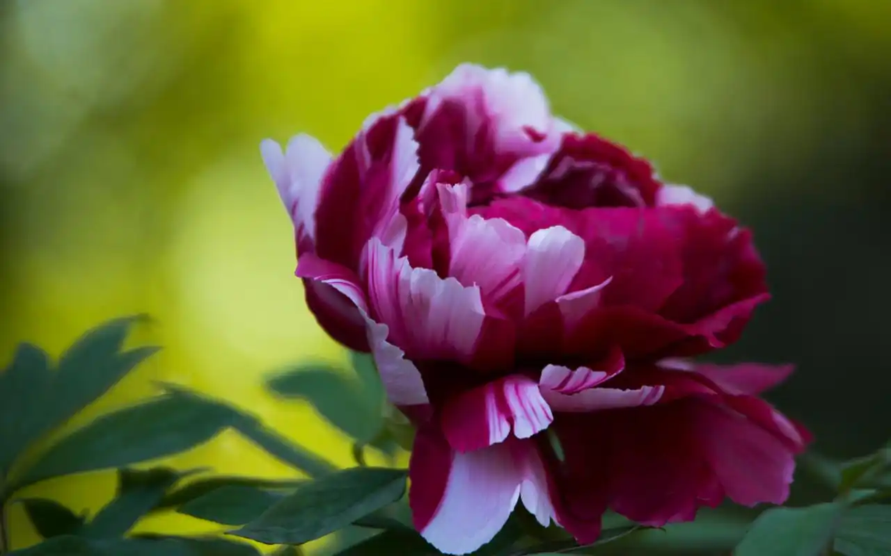 唯美绽放的牡丹花高清图片桌面壁纸高清大图预览1920x1200_植物壁纸下