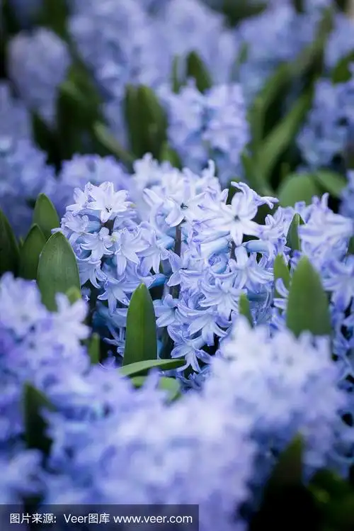 一束绿色叶子的蓝色风信子,特写