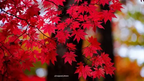 当枫叶红了的时候_风景_poco摄影