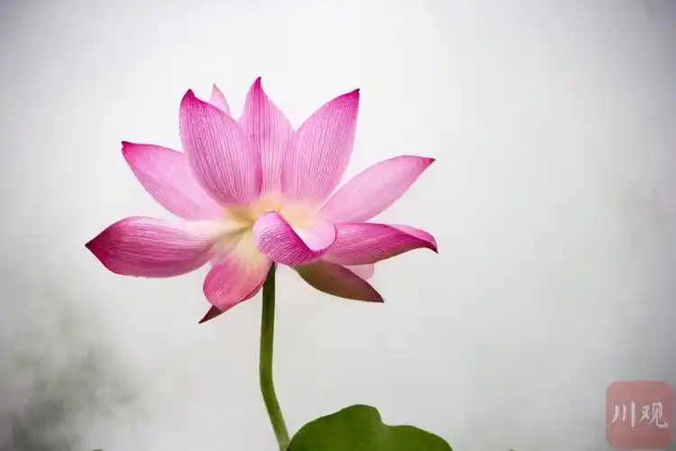 视频丨超美!空中俯瞰广兴镇百亩荷花竞相盛开