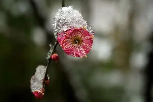 雪中梅花
