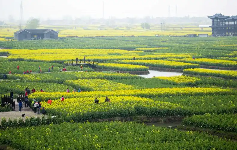 千垛菜花春景如画
