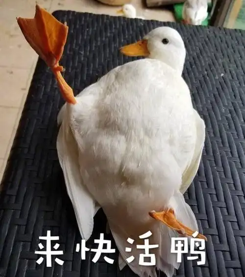 来快决活鸭 - 鸭鸭表情包 _鸭子表情
