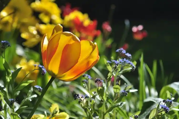 景深摄影的黄色的花朵高清壁纸