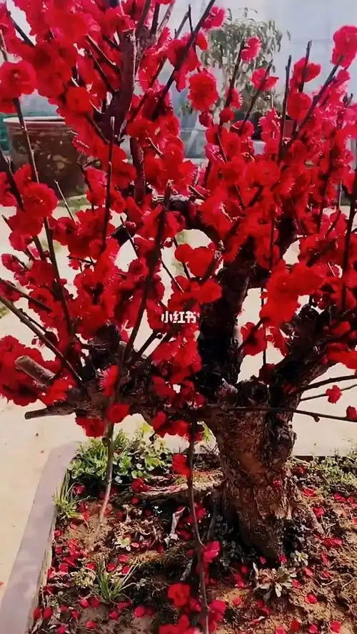 精品红须朱砂梅