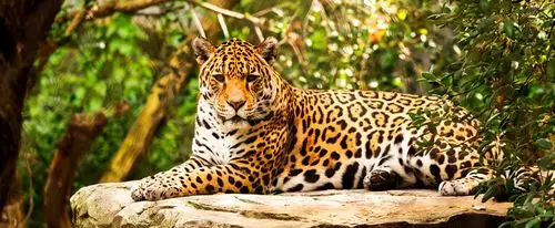 jaguar lying on a rock.