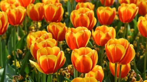 壁纸 红橙色的花瓣郁金香,春天