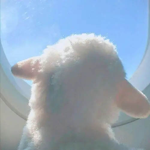 求微笑的小羊头像