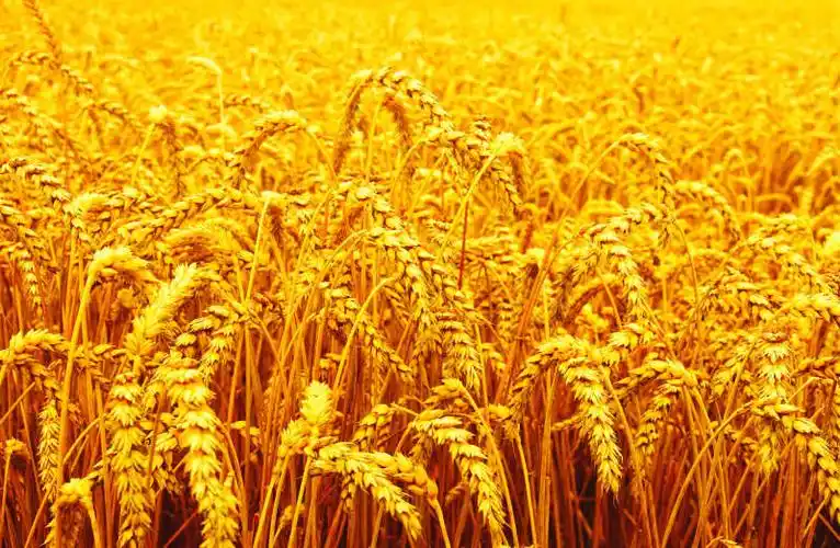 金色麦田图片-太阳下的金色麦田素材-高清图片-摄影照片-寻图免费打包