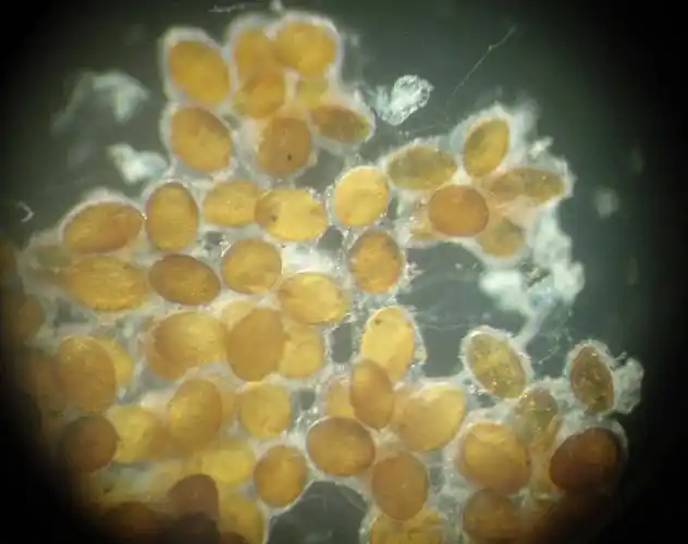 蜻蜓孵化加成长观察日记第一至四天