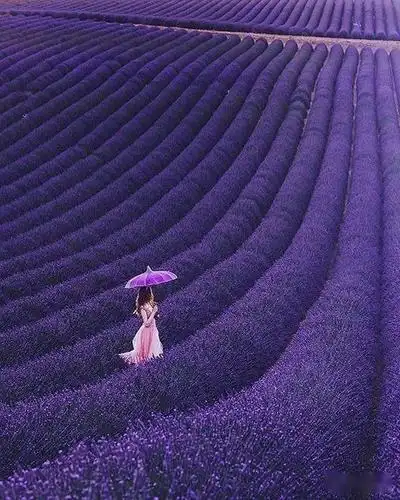 等你在薰衣草的田野美醉了