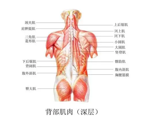 容易忽视的3个小细节!_肌肉