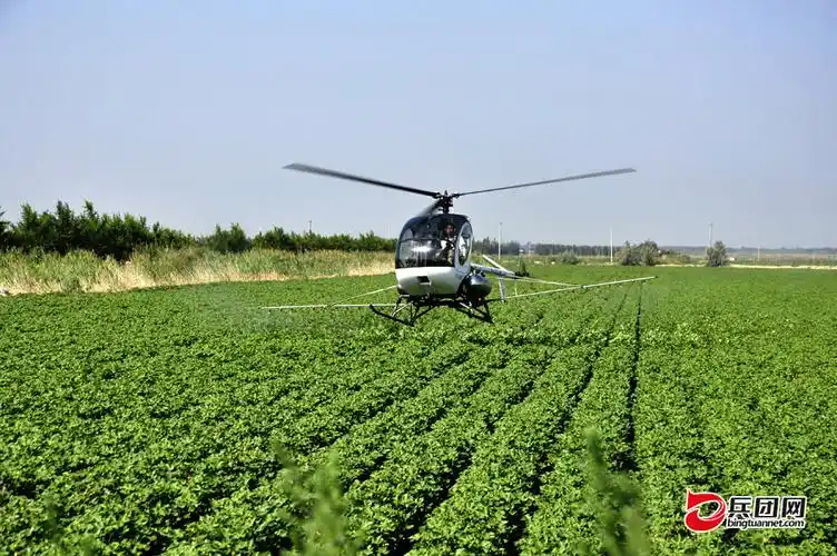 7月21日一早,农用直升机在五师九○团棉田喷洒农药.