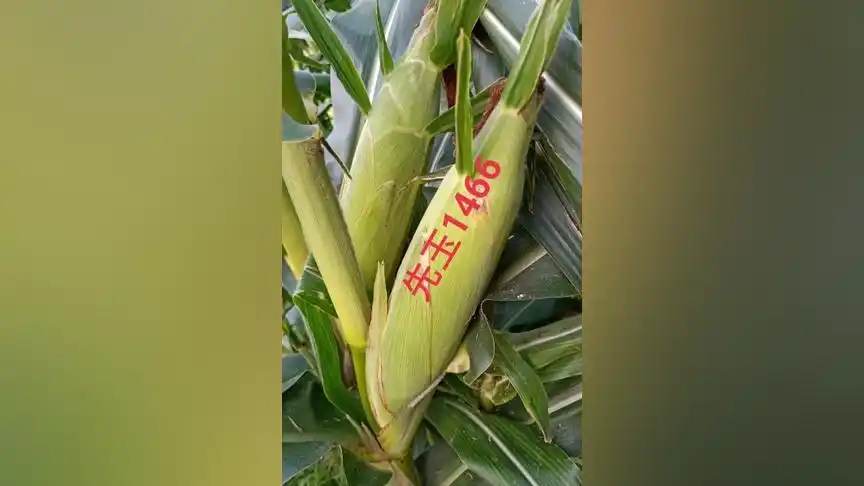 登海先锋 先玉1466棒大粒深抗倒伏