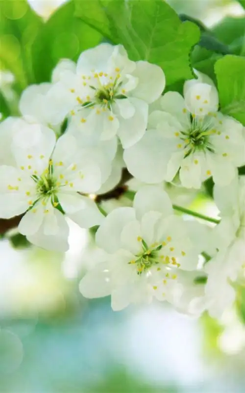 小清新绿色护眼花卉 - 堆糖,美图壁纸兴趣社区