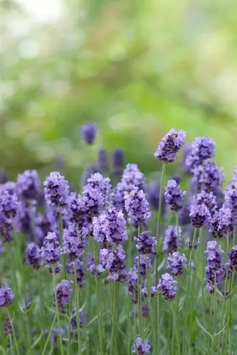 紫色薰衣草花,绿色背景 iphone 壁纸