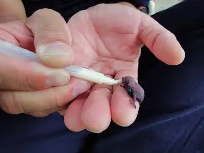 宝宝餵奶 feeding baby bats - 蝙蝠资讯站bat info