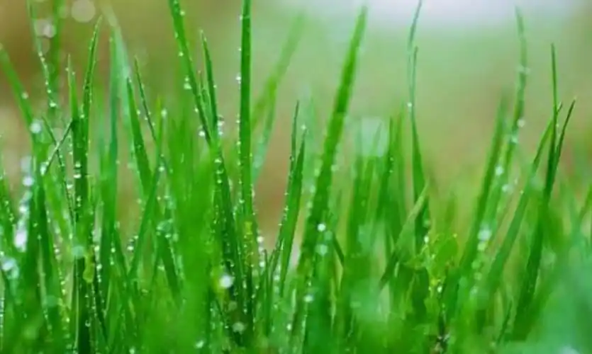 厚积薄发当如尖毛草