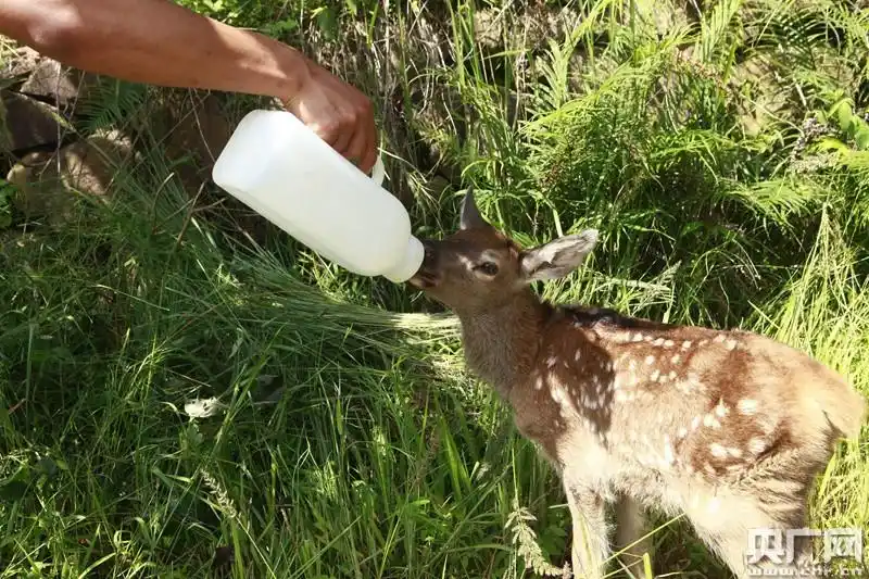 普洱国家公园马鹿母女的爱与伤