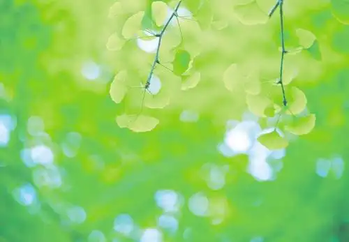 图片 关 键 词: 树叶图片素材下载,树叶,绿叶,水珠,水滴,露水,绿色