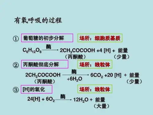 文档 所有分类 高中教育 理化生 第二节 细胞呼吸ppt 有氧呼吸的过程