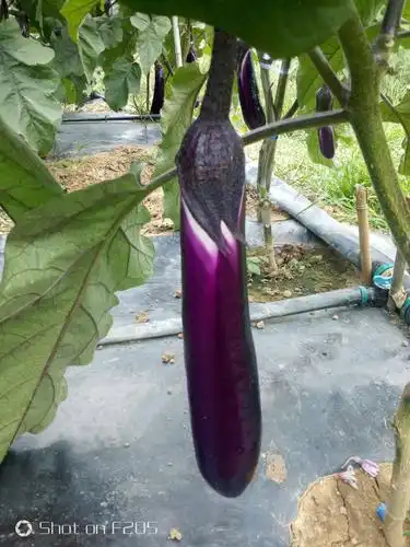 精品长茄子上市了.