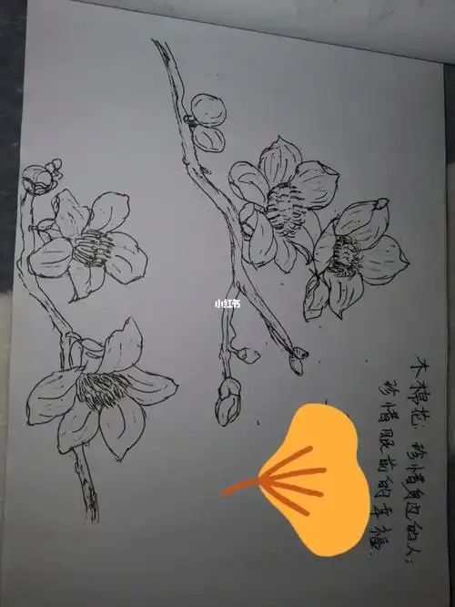 简笔画～木棉花