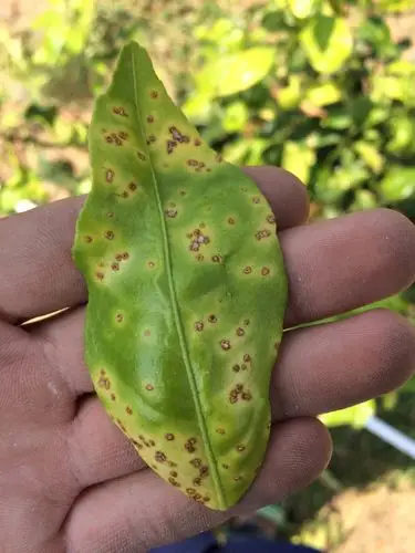 这是锈病危害得么?